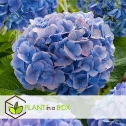 Set De 3 Hortensia Bleu - Pot ⌀9cm - H.25-40cm (hauteur Pot Incluse) -Ryobi Jardin Boutique 628bcc610cf8c4.99397614