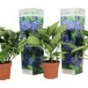 Set De 3 Hortensia Bleu - Pot ⌀9cm - H.25-40cm (hauteur Pot Incluse)
