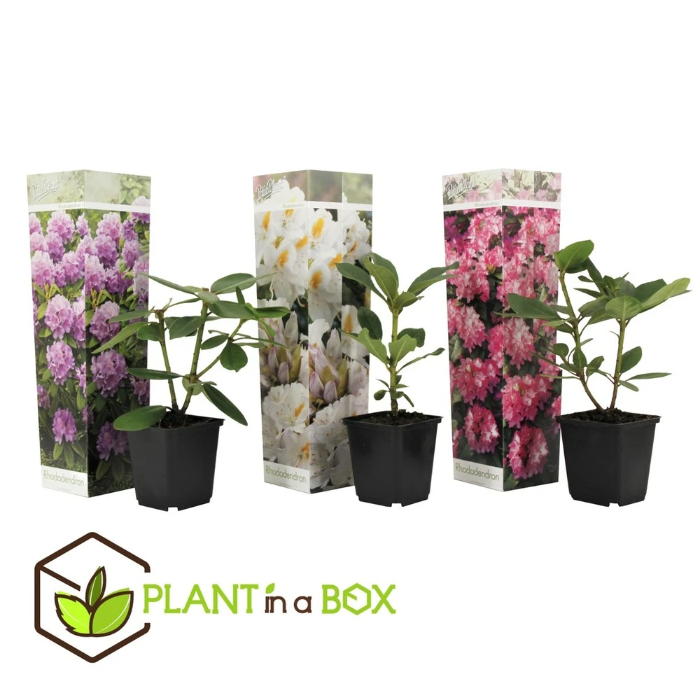 Assorti De 3 Rhododendron - Pot ⌀9cm - H.25-40cm (hauteur Pot Incluse) 2 Assorti De 3 Rhododendron - Pot ⌀9cm - H.25-40cm (hauteur Pot Incluse) – Image 2