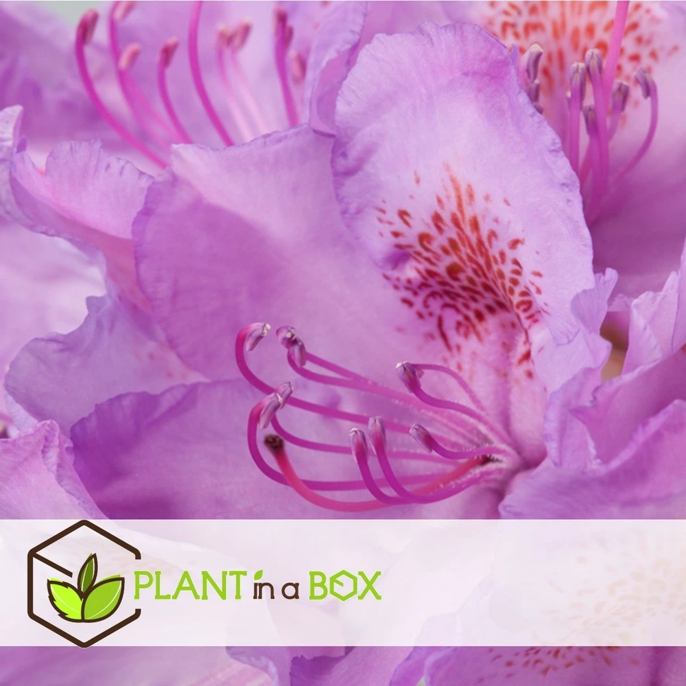 Assorti De 3 Rhododendron - Pot ⌀9cm - H.25-40cm (hauteur Pot Incluse) 4 Assorti De 3 Rhododendron - Pot ⌀9cm - H.25-40cm (hauteur Pot Incluse) – Image 4