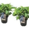 Set De 2 Hortensias Summerglow - Pot ⌀19cm - H.25-40cm (hauteur Pot Incluse)