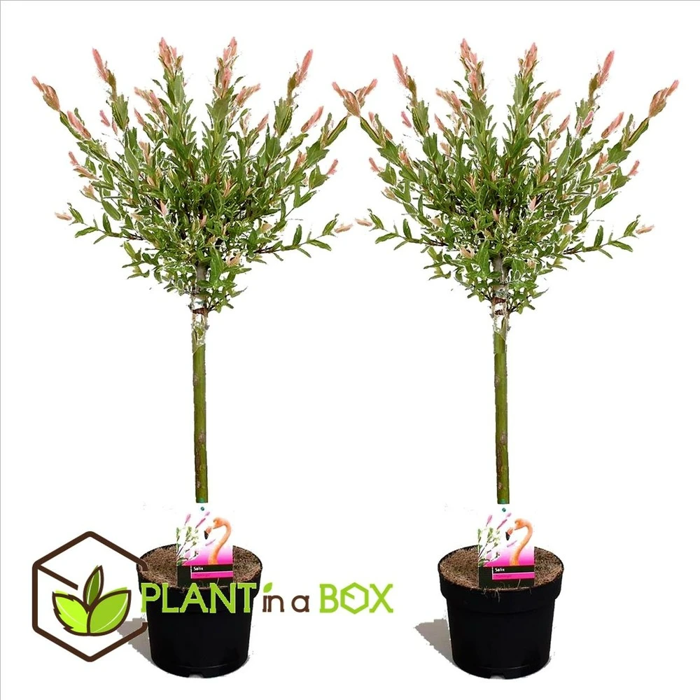 Set De 2 Salix Flamingo - Pot ⌀17cm - H.60-80cm (hauteur Pot Incluse) 2 Set De 2 Salix Flamingo - Pot ⌀17cm - H.60-80cm (hauteur Pot Incluse) – Image 2
