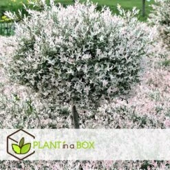 Set De 2 Salix Flamingo - Pot ⌀17cm - H.60-80cm (hauteur Pot Incluse) 6 Set De 2 Salix Flamingo - Pot ⌀17cm - H.60-80cm (hauteur Pot Incluse) -Ryobi Jardin Boutique 628bcd2694a797.30650258