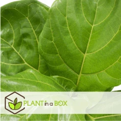 Ficus Lyrata - Pot ⌀21cm - H.90-110cm (hauteur Pot Incluse) -Ryobi Jardin Boutique 628bcf284a0206.87213176