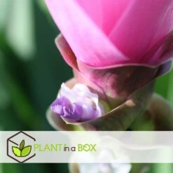 Curcuma - Pot ⌀19cm - H.80-100cm (hauteur Pot Incluse) 7 Curcuma - Pot ⌀19cm - H.80-100cm (hauteur Pot Incluse) -Ryobi Jardin Boutique 628bcf3a0d6bd5.28990083