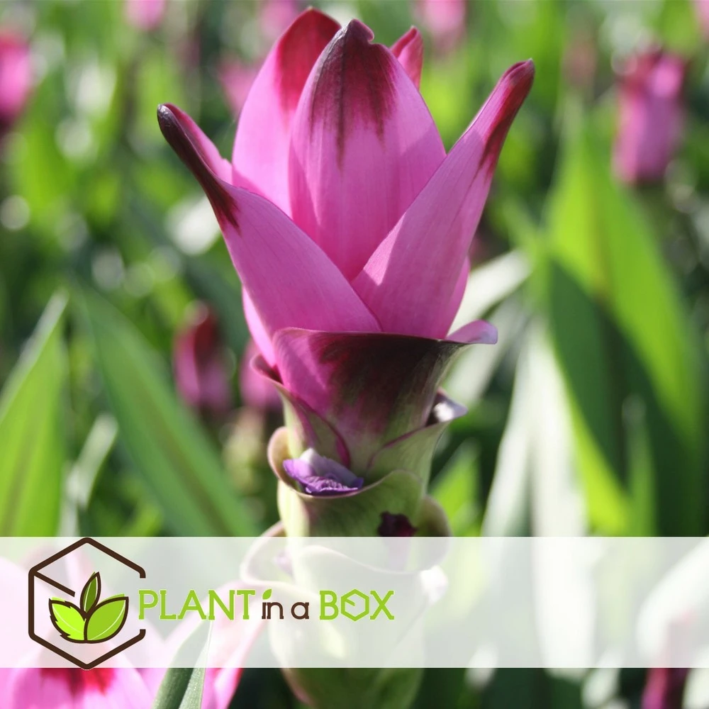 Curcuma - Pot ⌀19cm - H.80-100cm (hauteur Pot Incluse) 3 Curcuma - Pot ⌀19cm - H.80-100cm (hauteur Pot Incluse) – Image 3