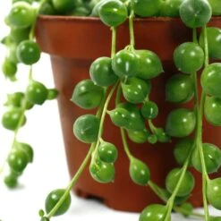 Senecio Rowleyanus, Suspension : D.14cm -Ryobi Jardin Boutique 629190 003