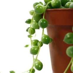 Senecio Rowleyanus, Suspension : D.14cm -Ryobi Jardin Boutique 629190 004