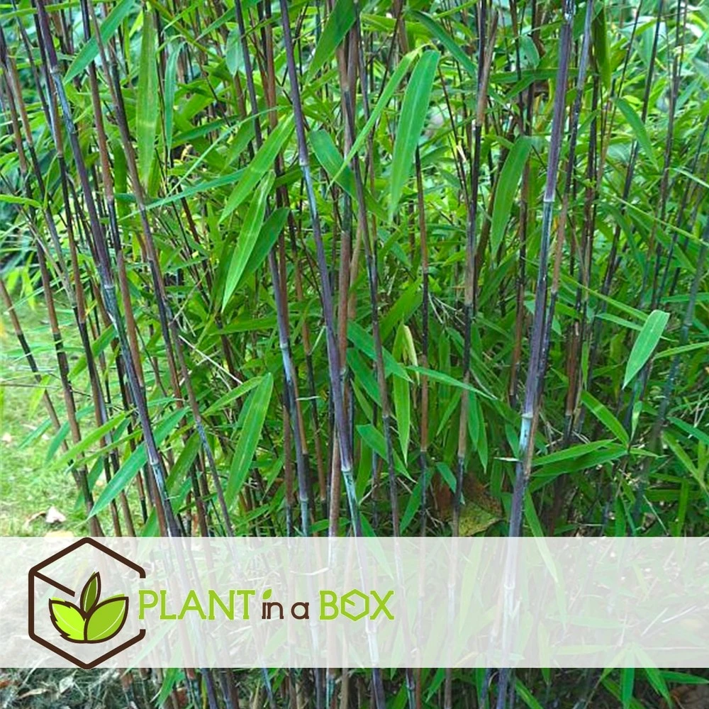 Set De 2 Bamboo "fargesia Nitida Gansu" - Pot ⌀17cm - H50-70cm (hauteur Pot In 3 Set De 2 Bamboo "fargesia Nitida Gansu" - Pot ⌀17cm - H50-70cm (hauteur Pot In – Image 3