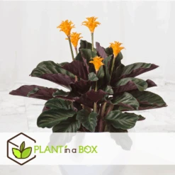 Calathea Crocata Tassmania - Pot ⌀14cm - H.40-50cm (hauteur Pot Incluse) 6 Calathea Crocata Tassmania - Pot ⌀14cm - H.40-50cm (hauteur Pot Incluse) -Ryobi Jardin Boutique 6319dcdb341ff6.87274987