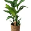Strelitzia Nicolai Dans Panier- Pot ⌀17cm - H.55-70cm (hauteur Pot Incluse)