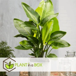 Strelitzia Nicolai Dans Panier- Pot ⌀17cm - H.55-70cm (hauteur Pot Incluse) -Ryobi Jardin Boutique 631a34c7297023.78519061