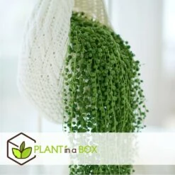 Senecio Rowleyanus - Pot ⌀12cm - H10-20cm (hauteur Pot Incluse) -Ryobi Jardin Boutique 634f95fc5b6689.16972915