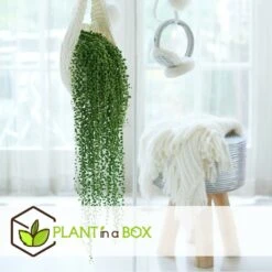 Senecio Rowleyanus - Pot ⌀12cm - H10-20cm (hauteur Pot Incluse) -Ryobi Jardin Boutique 634f95fc612d81.59702573