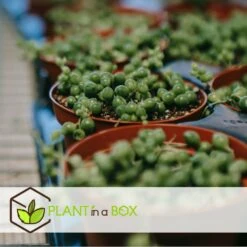 Senecio Rowleyanus - Pot ⌀12cm - H10-20cm (hauteur Pot Incluse) -Ryobi Jardin Boutique 634f95fc72f312.77803963