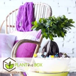 Bonsaï Ficus Ginseng - Pot ⌀12 Cm - H.30-40cm (hauteur Pot Incluse) 8 Bonsaï Ficus Ginseng - Pot ⌀12 Cm - H.30-40cm (hauteur Pot Incluse) -Ryobi Jardin Boutique 635c1fb09d9b76.12520530