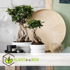 Bonsaï Ficus Ginseng - Pot ⌀12 Cm - H.30-40cm (hauteur Pot Incluse) 7 Bonsaï Ficus Ginseng - Pot ⌀12 Cm - H.30-40cm (hauteur Pot Incluse) -Ryobi Jardin Boutique 635c1fb0a21539.23145404