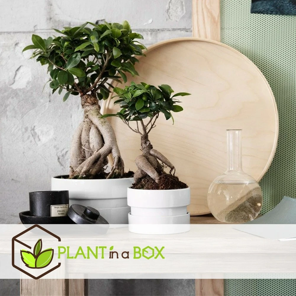 Bonsaï Ficus Ginseng - Pot ⌀12 Cm - H.30-40cm (hauteur Pot Incluse) 3 Bonsaï Ficus Ginseng - Pot ⌀12 Cm - H.30-40cm (hauteur Pot Incluse) – Image 3