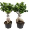 Set De 2 Bonsaï Ficus Ginseng - Pot ⌀12 Cm - H.30-40cm (hauteur Pot Incluse)