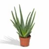 Aloe Vera - H30cm, ø12cm - Plante D'intérieur Succulente