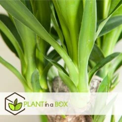 Set De 3 Mini Palmiers D'intérieur - Pot ⌀12cm - H25-40cm (hauteur Pot Incluse) -Ryobi Jardin Boutique 63640c4055cf66.24697889