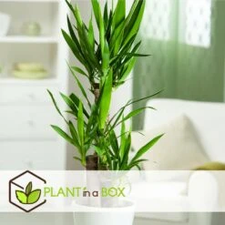 Set De 3 Mini Palmiers D'intérieur - Pot ⌀12cm - H25-40cm (hauteur Pot Incluse) -Ryobi Jardin Boutique 63640c405b5bc5.95212273