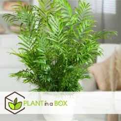 Set De 3 Mini Palmiers D'intérieur - Pot ⌀12cm - H25-40cm (hauteur Pot Incluse) -Ryobi Jardin Boutique 63640c40636702.22798417