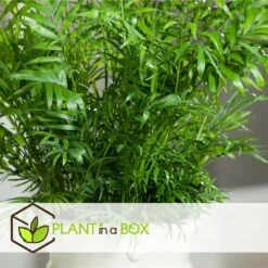 Set De 3 Mini Palmiers D'intérieur - Pot ⌀12cm - H25-40cm (hauteur Pot Incluse) -Ryobi Jardin Boutique 63640c40674ce3.04998153