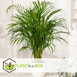 Set De 3 Mini Palmiers D'intérieur - Pot ⌀12cm - H25-40cm (hauteur Pot Incluse) -Ryobi Jardin Boutique 63640c407ee146.71069969