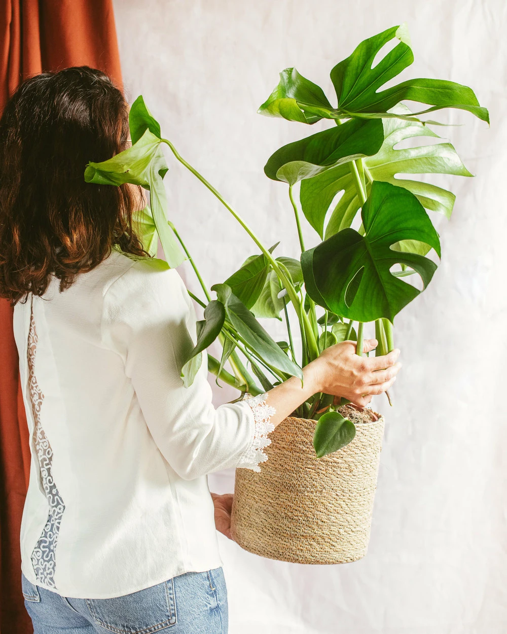 Plante D'intérieur - Monstera Deliciosa Xl 75cm 1 Plante D'intérieur - Monstera Deliciosa Xl 75cm