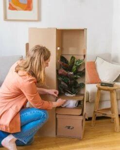 Plante D'intérieur - Calathea Orbifolia L 70cm -Ryobi Jardin Boutique 6377dd8533f266.28666004