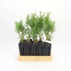 10 Buis Commun (buxus Sempervirens) - Haie De Buis Commun - 10 Jeunes Plants : Taille 10cm -Ryobi Jardin Boutique 63bca70f6481e0.85631913
