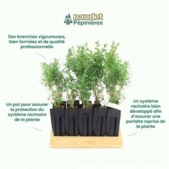 10 Buis Commun (buxus Sempervirens) - Haie De Buis Commun - 10 Jeunes Plants : Taille 10cm -Ryobi Jardin Boutique 63bca70f685e23.10789299