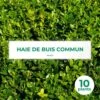 10 Buis Commun (buxus Sempervirens) - Haie De Buis Commun - 10 Jeunes Plants : Taille 10cm