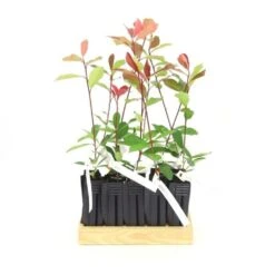 10 Photinia (photinia Fraseri 'red Robin') - Haie De Photinia Red Robin - 10 Jeunes Plants : Taille 20/40cm -Ryobi Jardin Boutique 63bca725644c67.63472126