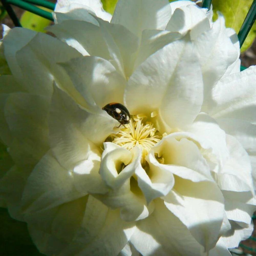 Clématite Hybride Delphine 'cov' - Conteneur 3l 1 Clématite Hybride Delphine 'cov' - Conteneur 3l