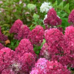 Hortensia Paniculata Framboisine ® 'rensam'/pot De 4l - 40/60 Cm -Ryobi Jardin Boutique 63ed2ce2aa6a03.90611395