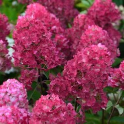 Hortensia Paniculata Framboisine ® 'rensam'/pot De 4l - 40/60 Cm -Ryobi Jardin Boutique 63ed2ce2ae0f06.15514889