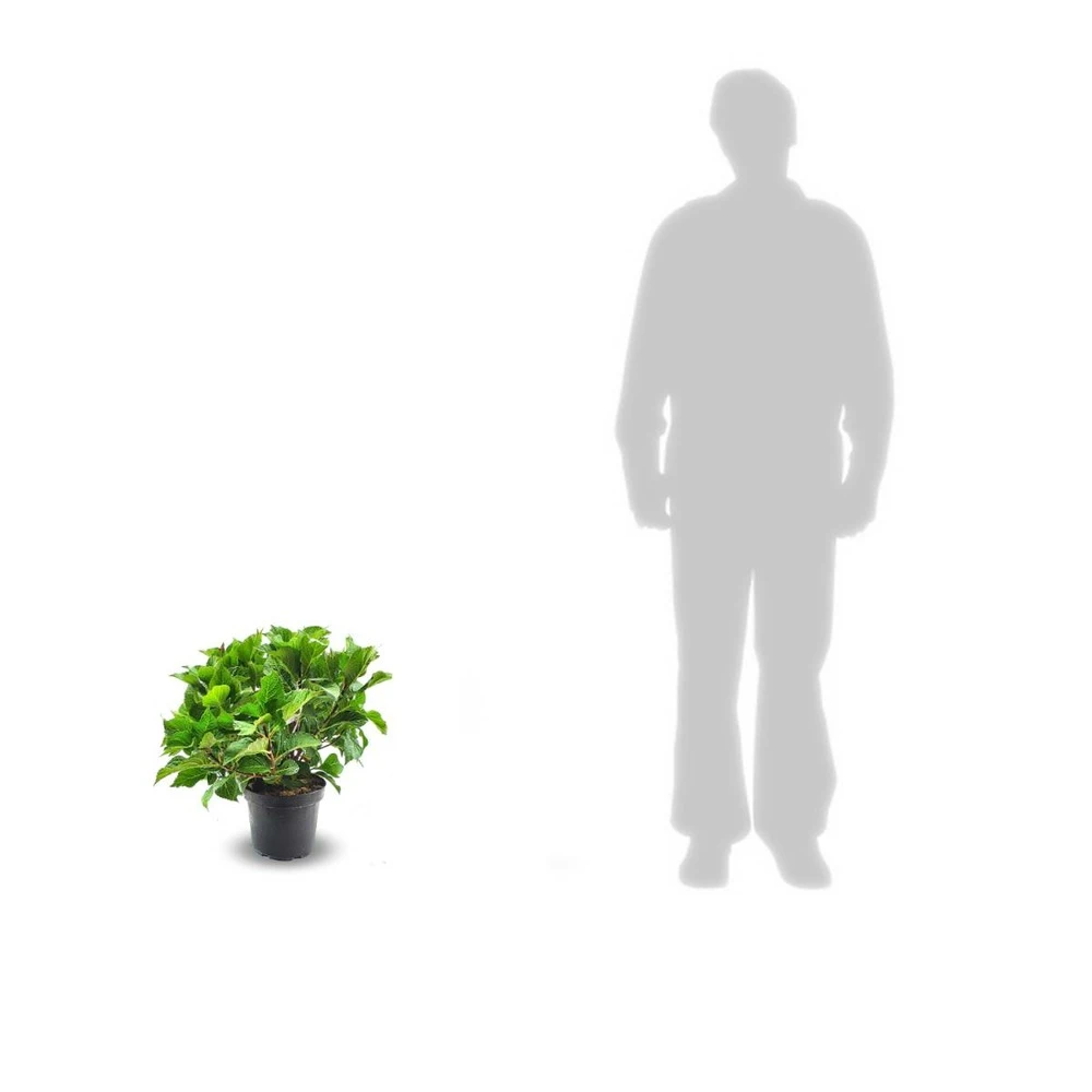 Hortensia Macrophylla Teller Weiss/pot De 4l - 40/60 Cm 2 Hortensia Macrophylla Teller Weiss/pot De 4l - 40/60 Cm – Image 2