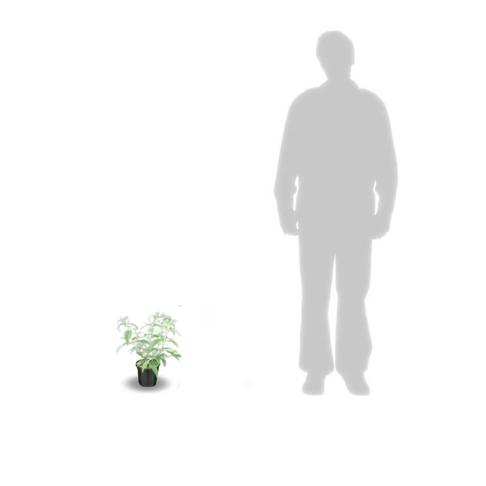 Arbre Aux Papillons Davidii Nanho Purple/pot De 3l - 20/40 Cm 2 Arbre Aux Papillons Davidii Nanho Purple/pot De 3l - 20/40 Cm – Image 2