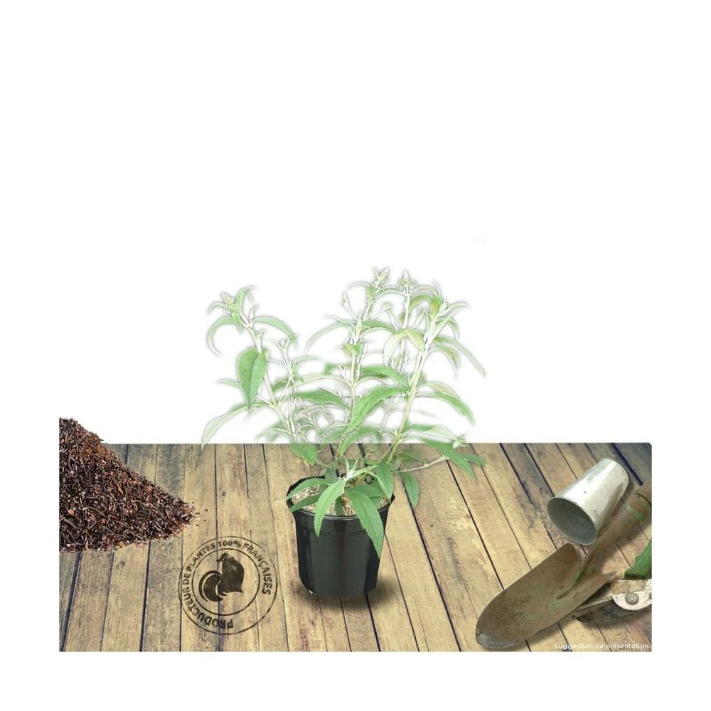 Arbre Aux Papillons Davidii Nanho Purple/pot De 3l - 20/40 Cm 1 Arbre Aux Papillons Davidii Nanho Purple/pot De 3l - 20/40 Cm