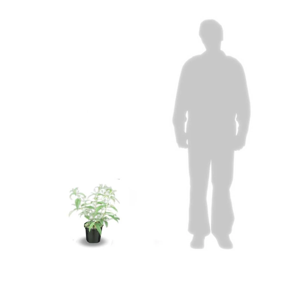 Arbre Aux Papillons Davidii White Profusion/pot De 3l - 20/40 Cm 3 Arbre Aux Papillons Davidii White Profusion/pot De 3l - 20/40 Cm – Image 3