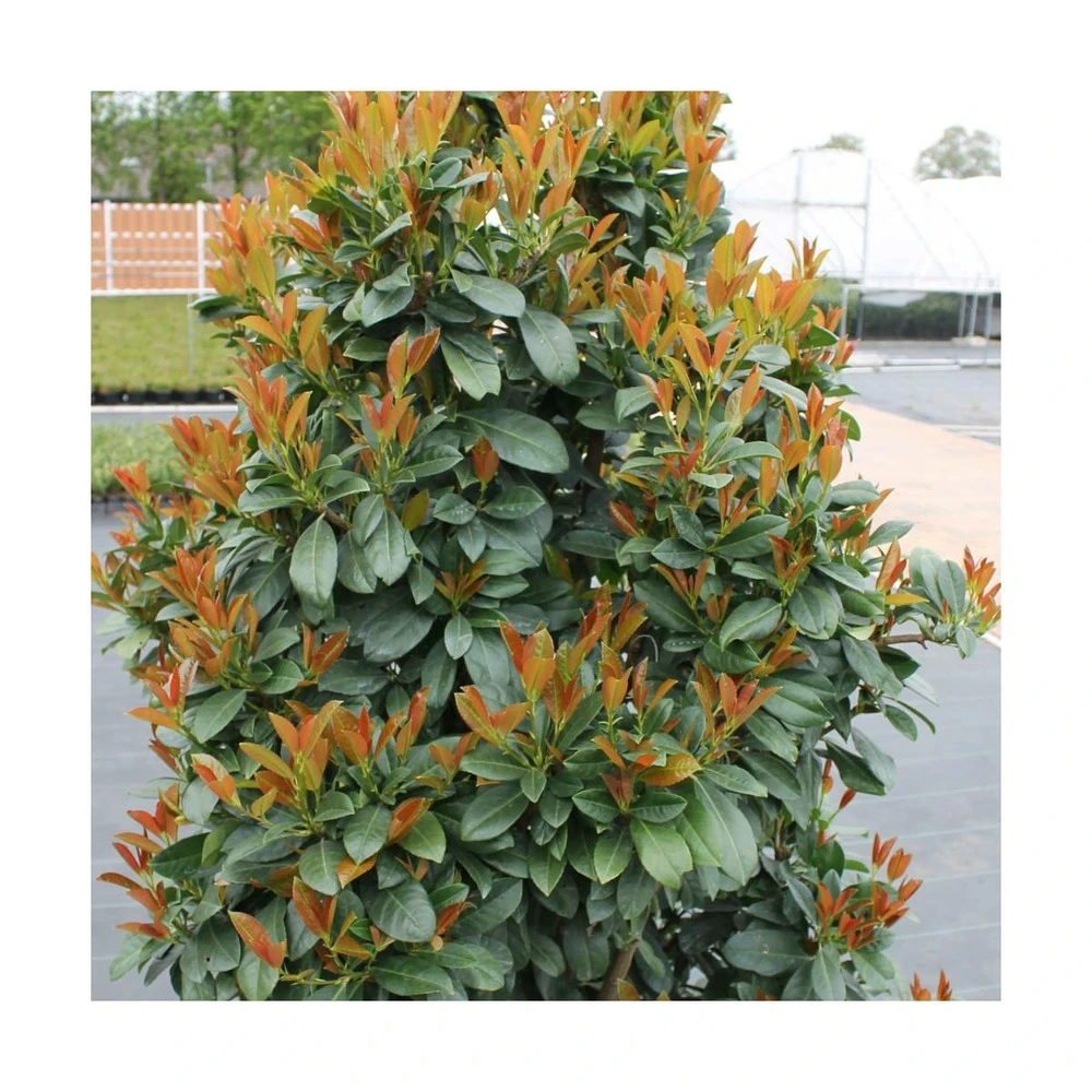Laurier Palme Laurocerasus Bonaparte® 'flippi01'/pot De 3l - 20/40 Cm 1 Laurier Palme Laurocerasus Bonaparte® 'flippi01'/pot De 3l - 20/40 Cm