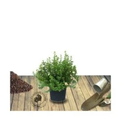 Potentille Fruticosa Tangerine/pot De 3l - 40/60 Cm
