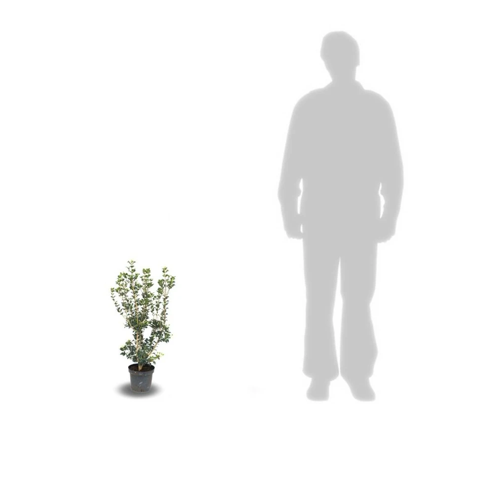 Osmanthe X Burkwoodii/pot De 3l - 40/60 Cm 2 Osmanthe X Burkwoodii/pot De 3l - 40/60 Cm – Image 2