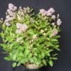 Ceanothe Pallidus Perle Rose/pot De 3 L - 40/50 Cm