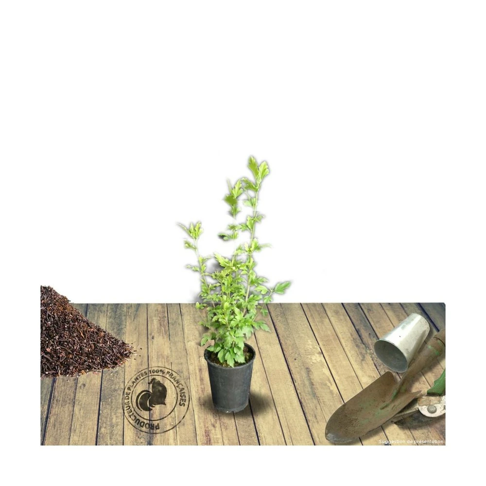 Hibiscus Syriacus Red Heart/pot De 4l - 60/120 Cm 1 Hibiscus Syriacus Red Heart/pot De 4l - 60/120 Cm