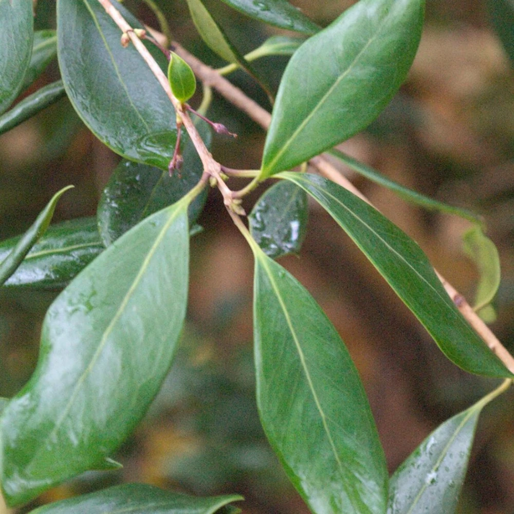 Osmanthe Heterophyllus Purpureus/pot De 3l - 40/60 Cm 1 Osmanthe Heterophyllus Purpureus/pot De 3l - 40/60 Cm