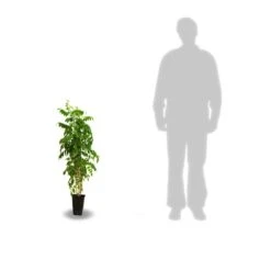 Glycine De Chine Sinensis Caroline/pot De 3l - Echelle Bambou 60/120 Cm -Ryobi Jardin Boutique 63ed451b21cfc5.88074380