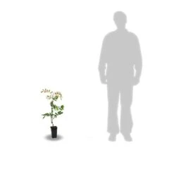 Glycine Soyeuse Venusta/pot De 1,5l - Tuteur Bambou 30/60 Cm -Ryobi Jardin Boutique 63ed465f4f3b37.19069855